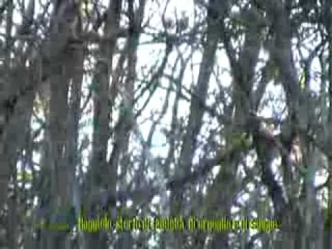 Casentino nascosto Raggiolo.mpg