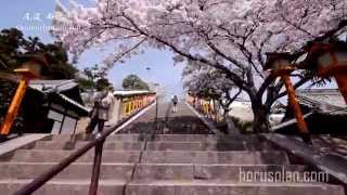 preview picture of video 'The cherry blossoms of the Saikokuji temple. Onomichi city, Hiroshima, Japan.  尾道の桜2014西國寺'