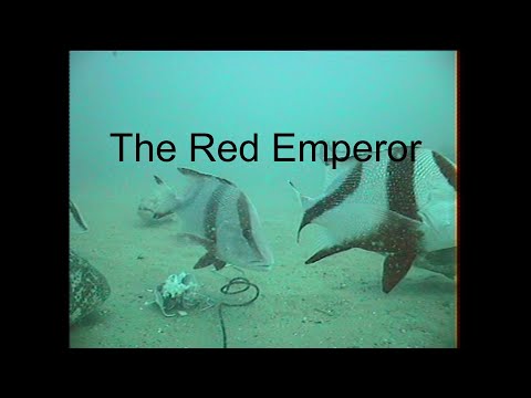 The Red Emperor Underwater