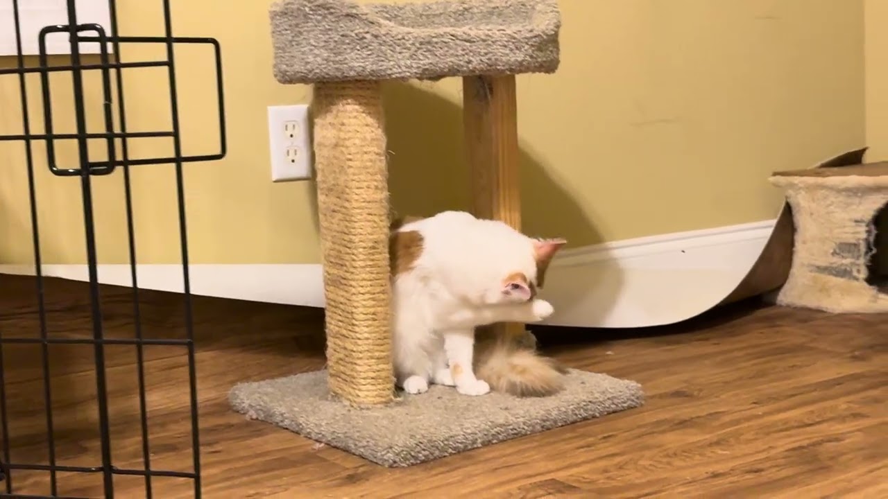 Enlarge Han - SEE ME @ PETCO!, a Adoptable mixed breed in Cookeville, TN video 4/4