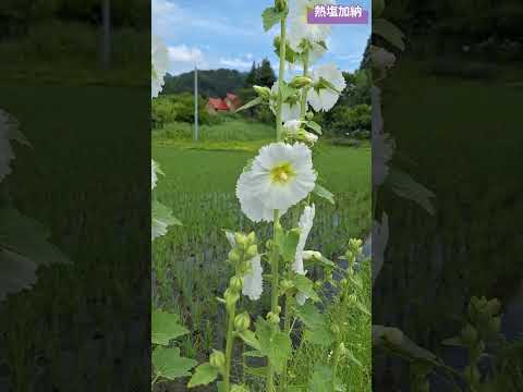 タチアオイの種を集めるのに最適な時期はいつですか?なぜそれを自己播種させないのでしょうか？  庭園