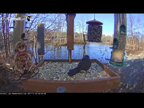 Common Grackle Shows Blue Jays Who's King At The Feeder – Nov. 30, 2017