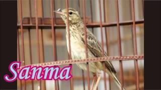 Download lagu SUARA BURUNG - Suara Burung Sanma Gacor mp3