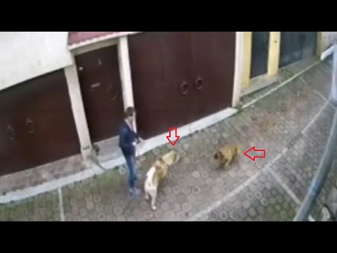 Pitbull attacks an Akita and pays the price!!!