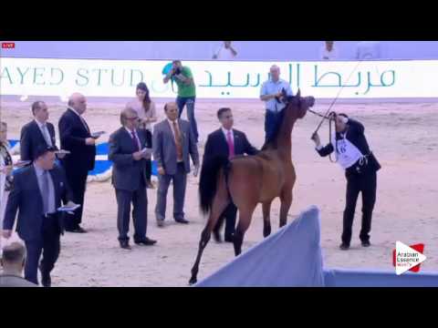 N.167 AJ TAJMAHAL - Dubai 2016 - Yearling Colts (Class 9B)