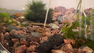 Feeding Fish Live Worms First Time