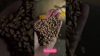 Limpador de grãos Aeromeh SZK-SAD-15 a venda - Imagem 4 | Agroline BR Limpador de grãos Aeromeh SZK-SAD-15 novo | Imagem 4 - Agroline