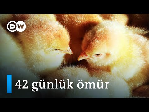 , title : 'Civcivlerin çilesi: 42 güne sığan hızlı bir yaşam - DW Türkçe'