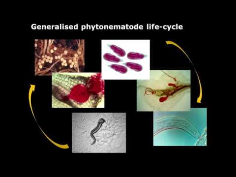 Curs 1- Nematologie Generala Reproducerea nematodei