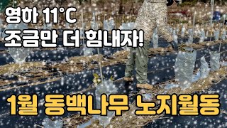 한파 고비 동백꽃 동백나무 겨울 노지월동 가능할까? 