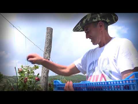 Agro Karavan ep. 37 SPECIJAL 1 05.08.2018. NAJAVA