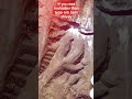 Mahadev Face Found On Kailash Parvat