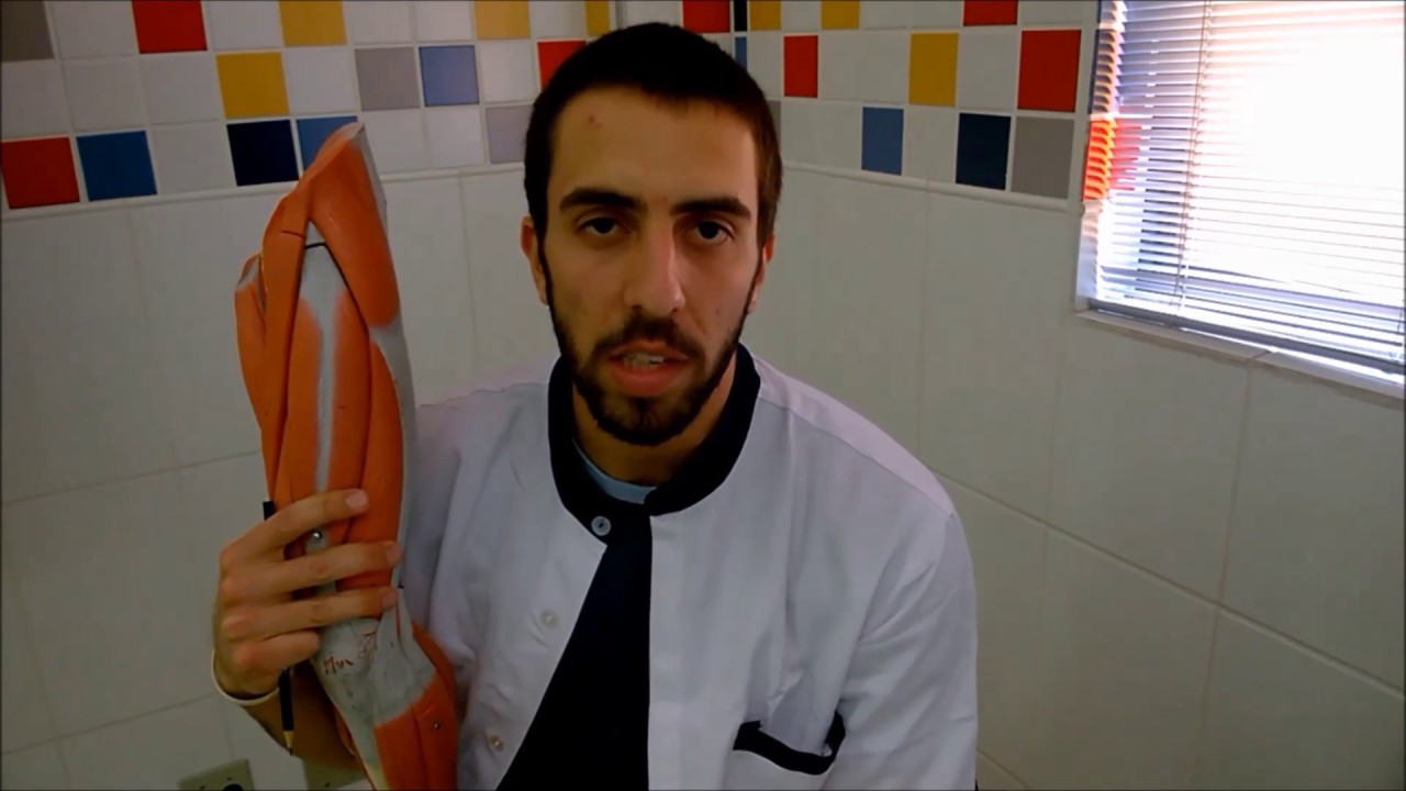 Anatomia - Músculos Membro Inferior