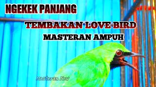 Download lagu 🔴PALING DICARI || MASTERAN CUCAK IJO TEMBAKAN LOVE BIRD NGEKEK PANJANG mp3
