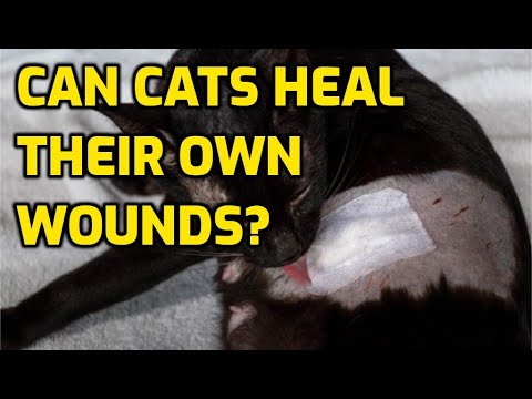 Is It Bad For A Cat To Lick Its Wounds?