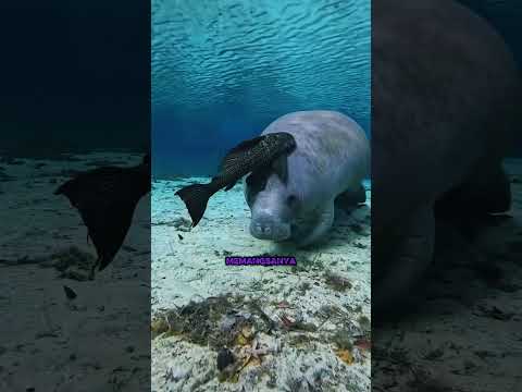 😱 Kenapa Nelayan Ini Mematahkan Ikannya?! Ternyata... #IkanSapuSapu #informatif #faktaunik