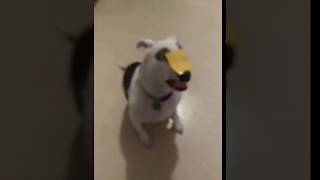 Cheese face challenge on my pitbull