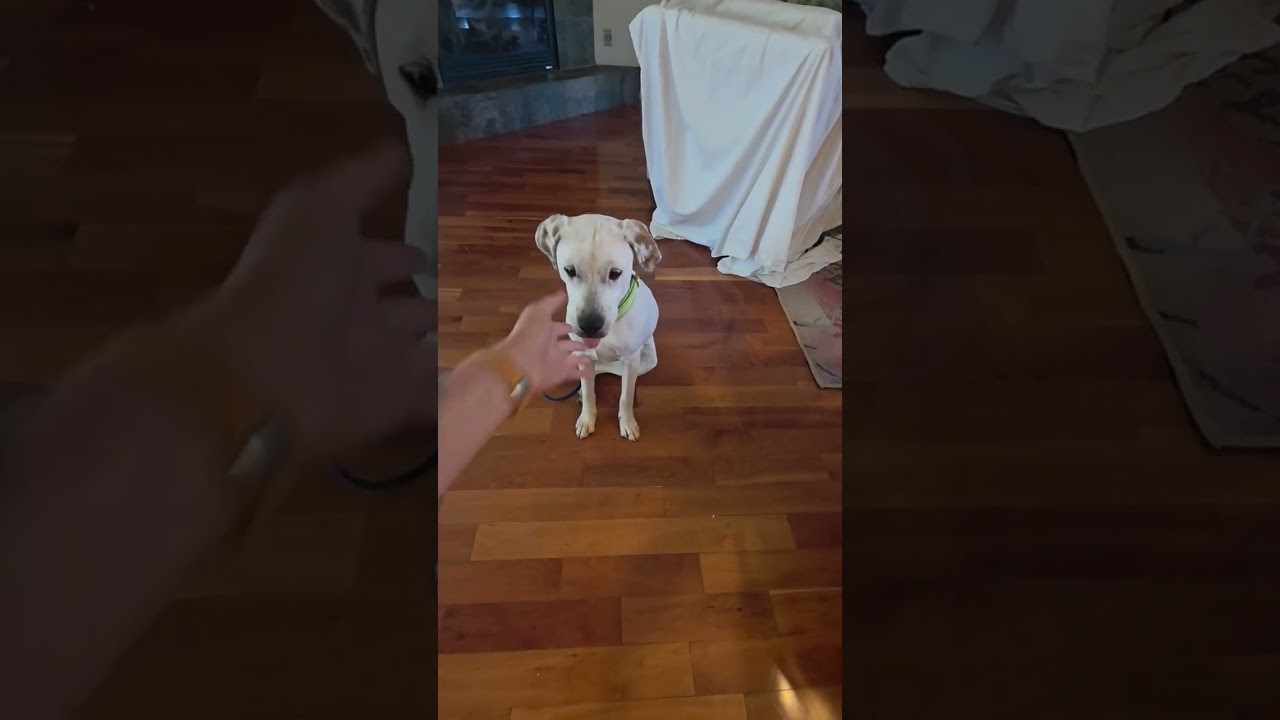 Goliath- Deaf Pup, an adopted Mixed Breed in Grass Valley, CA video 6/6