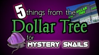 5 Dollar Tree items for your Mystery Snails!