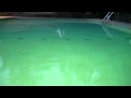 Bats At My Swimming Pool 2012