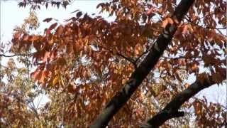 枯葉/Autumn Leaves-Andy Williams