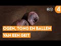 Probeer niet te kotsen: de beruchte eetproef van Expeditie Robinson
