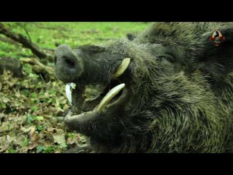 Hunting in Hungary with Wonderhart-Wild boar 2017