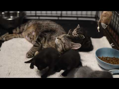 Fostering a pregnant feral cat: Luna and her babies