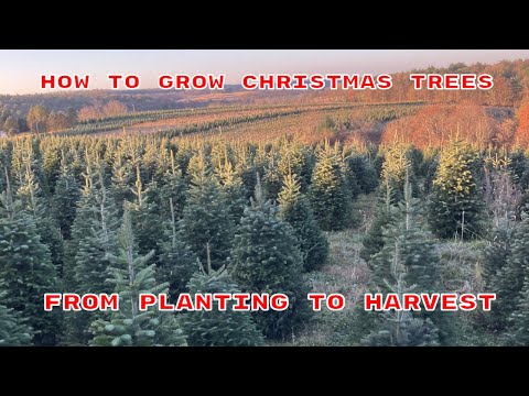 How To Grow Christmas Trees: Planting To Harvest Overview