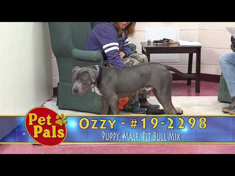 Ozzy - 192298