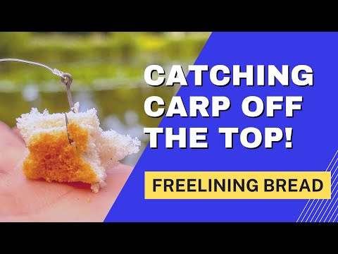 Catching CARP Off The SURFACE With Floating Bread!  (4K)