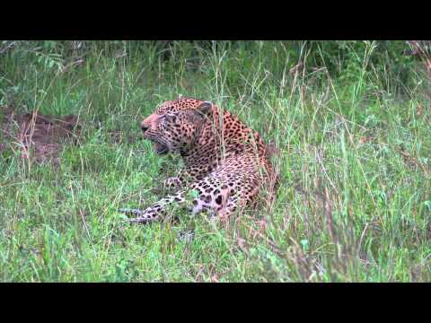 Leopards in Londolozi - a father and son experience