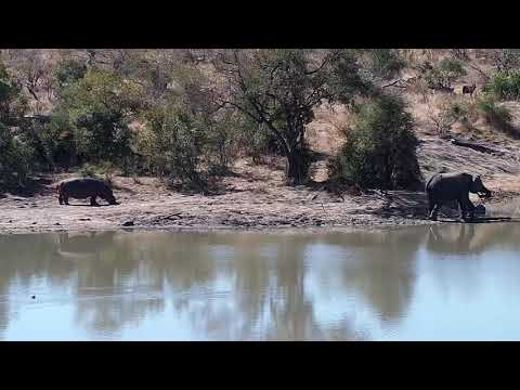 Djuma: Hippo and Elephant with floppy right ear - 12:50 - 07/17/20