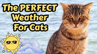 What Weather Do Cats Like Ideal Temperatures & Outdoor Conditions