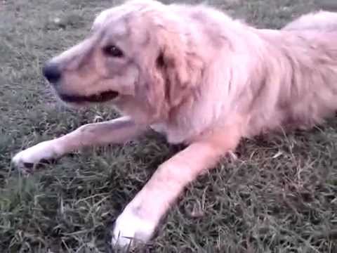 Greek Shepdog 7 months