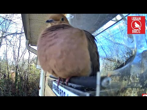 Mourning Dove, Bird Feeder Cam, Live Bird Feeder Cam, Bird TV