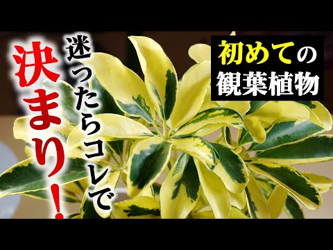 園芸 シルクベアリング アラジア、カポック、残酷な植物