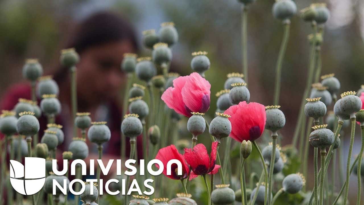 Camuflada entre plantaciones de maíz, así cultivan la amapola (base del opio) en México