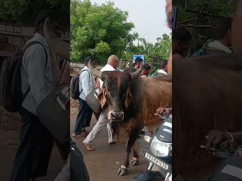 Har Har Mahadev #mahadev #nandi #jay #shorts #viral #trending