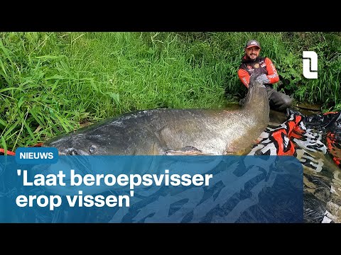 Giant catfish eat everything | L1 News