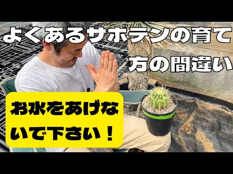 3つの重要なステップでクリスマスサボテンを復活させる方法!  庭園