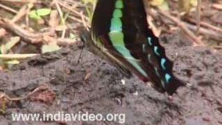 Common Blue Bottle or Graphium sarpedon