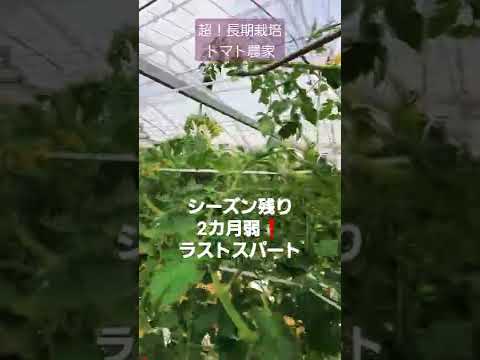 2024年に室内でトマトの苗を植え始めるのはいつですか?  庭園