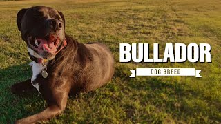 Discover the Bullador: A Labrador-Bulldog Mix with Heart and Personality