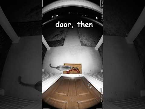 This Cat Keeps Bringing Dead Snakes to One House! #cats #shorts  #animals