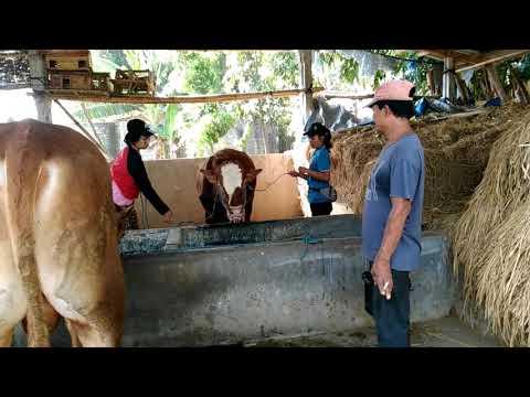 g44yon k0 tej33 se vasa praapt kar4ne ke li3 kaar kee d3khabh44l