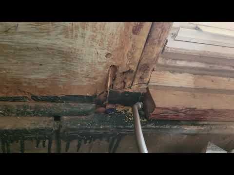 Oriental Cockroaches Infest Warehouse in Somerset, NJ