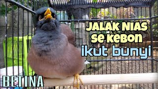 Download lagu Pancingan Jalak Nias Betina Memanggil Jantan -  Monggo dicoba macet anakan mabung lepas bunyi ngoar mp3