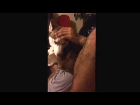 Halo wearing a diaper