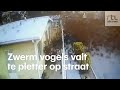 Mysterie gefilmd: Zwerm vogels valt dood uit de lucht